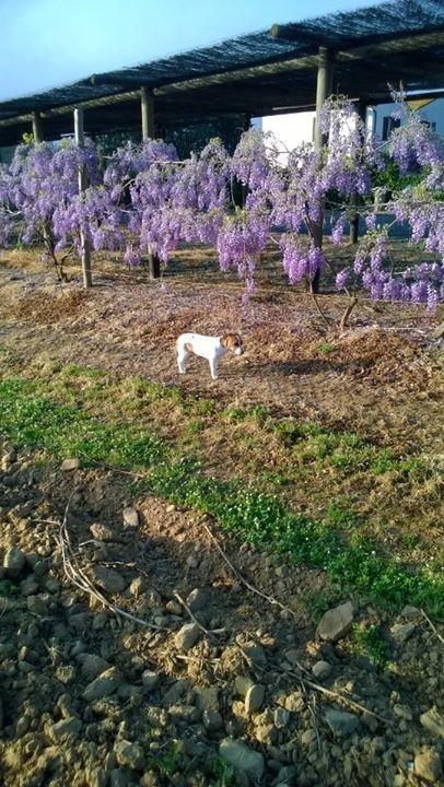 Agriturismo Valbona Villa กาส์ตีจลิโอเน เดลลา เปสกายา ภายนอก รูปภาพ